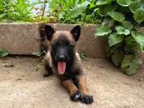 Siyah maske safkan malinois bebekler