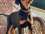 Son iki Doberman bebeklerim