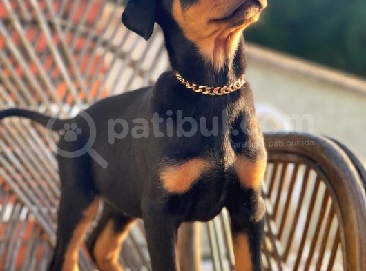 Son Iki Doberman Bebeklerim