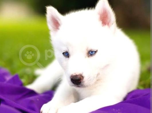 Kar Beyaz Husky görsel