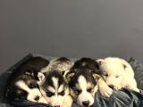 A Kalite Husky Mavi Gözlü Sibirya Kurdu