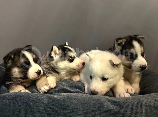 A Kalite Husky Mavi Gözlü Sibirya Kurdu