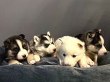 A Kalite Husky Mavi Gözlü Sibirya Kurdu