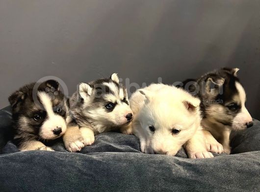 A Kalite Husky Mavi Gözlü Sibirya Kurdu görsel
