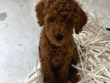 Minik Poodle Bebekler Neşe Saçıyor