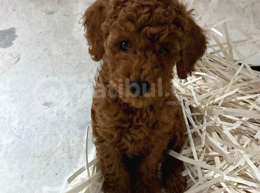 Minik Poodle Bebekler Neşe Saçıyor görsel