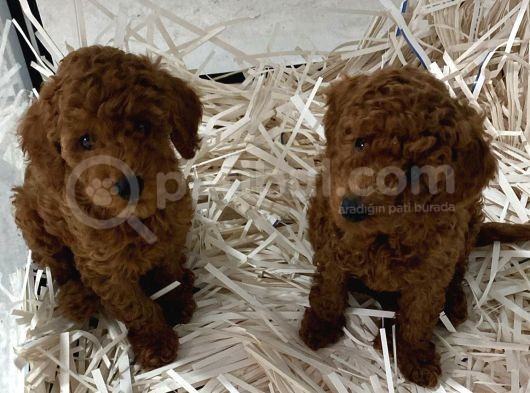 Güzellikte Benzersiz Poodle Yavrularım görsel