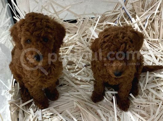Güzellikte Benzersiz Poodle Yavrularım