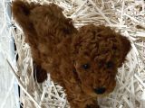 Minik Poodle Bebekler Neşe Saçıyor