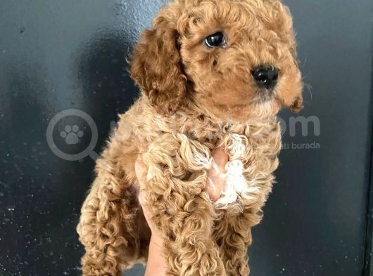 Orjinal Toy Poodle Miniğim görsel