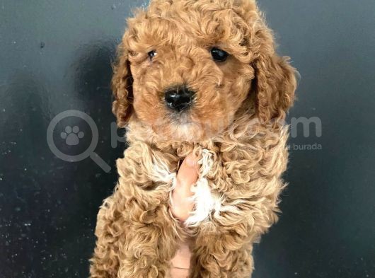 Orjinal Toy Poodle Miniğim görsel