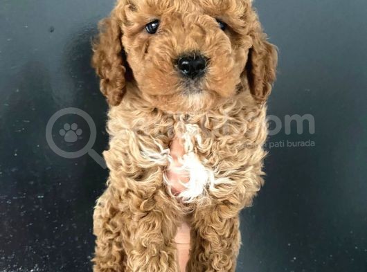 Orjinal Toy Poodle Miniğim