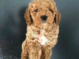 Orjinal Toy Poodle Miniğim