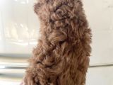 Kıvırcık Poodle Bebeklerim Çok Tatlış
