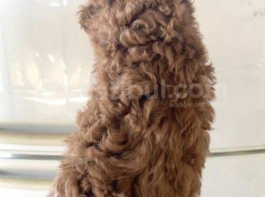 Kıvırcık Poodle Bebeklerim Çok Tatlış görsel