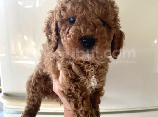 Kıvırcık Poodle Bebeklerim Çok Tatlış