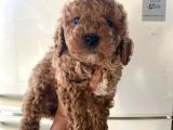 Kıvırcık Poodle Bebeklerim Çok Tatlış
