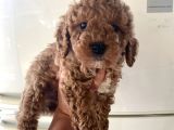 Kıvırcık Poodle Bebeklerim Çok Tatlış