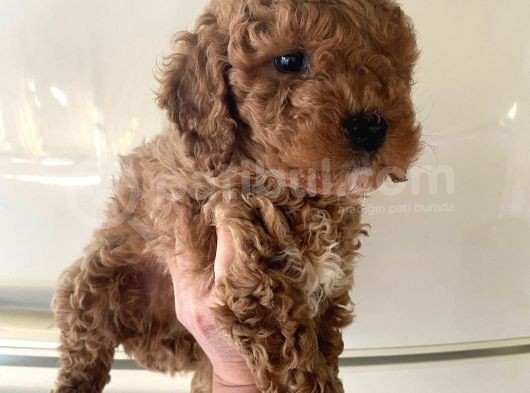 Kıvırcık Poodle Bebeklerim Çok Tatlış görsel