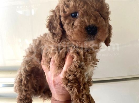 Kıvırcık Poodle Bebeklerim Çok Tatlış görsel
