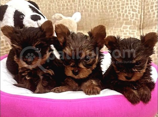 0 Numara  Gold Yorki Bebekler Tuvalet Eği̇ti̇mli̇ görsel