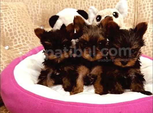 0 Numara  Gold Yorki Bebekler Tuvalet Eği̇ti̇mli̇ görsel