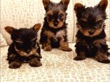 0 NUMARA  GOLD YORKI BEBEKLER TUVALET EĞİTİMLİ