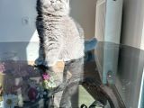 Özel Safkan Bri̇ti̇sh Kedi̇leri̇mi̇z Tesli̇me Hazirdir