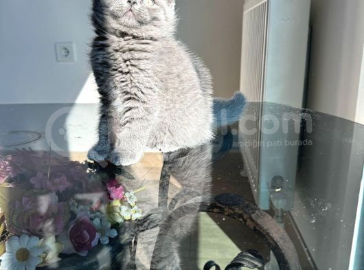 Özel Safkan Bri̇ti̇sh Kedi̇leri̇mi̇z Tesli̇me Hazirdir görsel