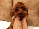 7 Aylık Dişi Red Brown Toy Poodle