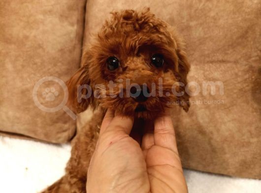 7 Aylık Dişi Red Brown Toy Poodle görsel