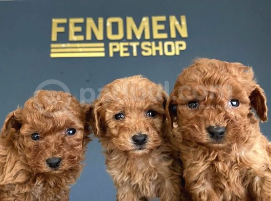 Show Kali̇te Gerçek Toy Poodle Yavrulari Fenomen Pets Ankara görsel