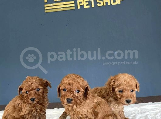Show Kali̇te Gerçek Toy Poodle Yavrulari Fenomen Pets Ankara görsel