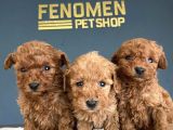 Show Kali̇te Gerçek Toy Poodle Yavrulari Fenomen Pets Ankara