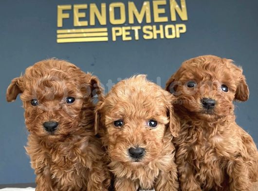 Show Kali̇te Gerçek Toy Poodle Yavrulari Fenomen Pets Ankara görsel