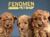 SHOW KALİTE GERÇEK TOY POODLE YAVRULARI FENOMEN PETS ANKARA