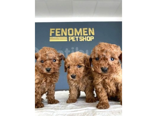 Show Kali̇te Gerçek Toy Poodle Yavrulari Fenomen Pets Ankara