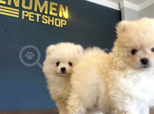 Orji̇nal Pomeri̇an Boo Yavrulari Fenomen Pet Shop Ankara görsel