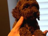 Mi̇nyatür Poodle Red Brown Di̇şi̇