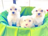 teacup maltese terrier bebekler