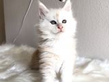 Full Şecereli Maine Coon Yavrular