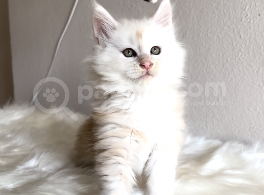 Full Şecereli Maine Coon Yavrular görsel