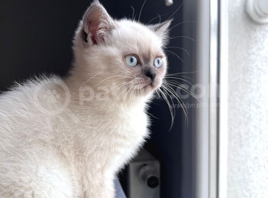 Yavru Kedi