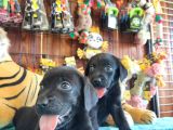 Siyah inci labrador retriever yavrularımız