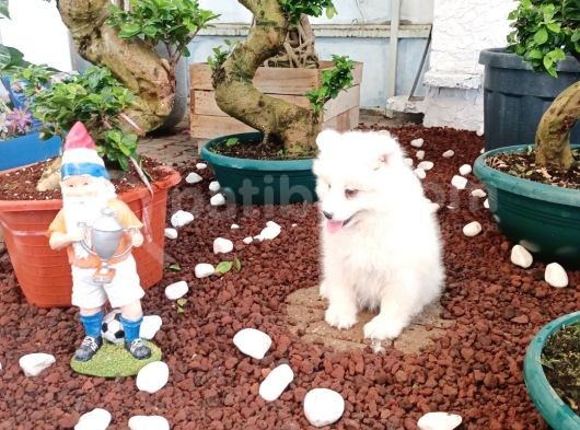 Ayi̇ Yavrusu Samoyed A Kali̇te Irk görsel