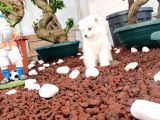 AYİ YAVRUSU SAMOYED A KALİTE IRK