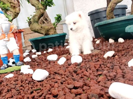Ayi̇ Yavrusu Samoyed A Kali̇te Irk