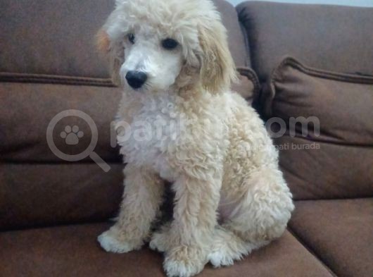 Tuvalet Eği̇ti̇mli̇ Malti̇po Yavrumuz görsel