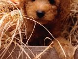 Sevimli Toy Poodle