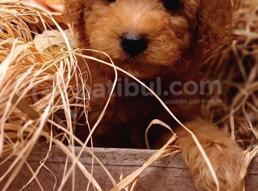 Sevimli Toy Poodle görsel